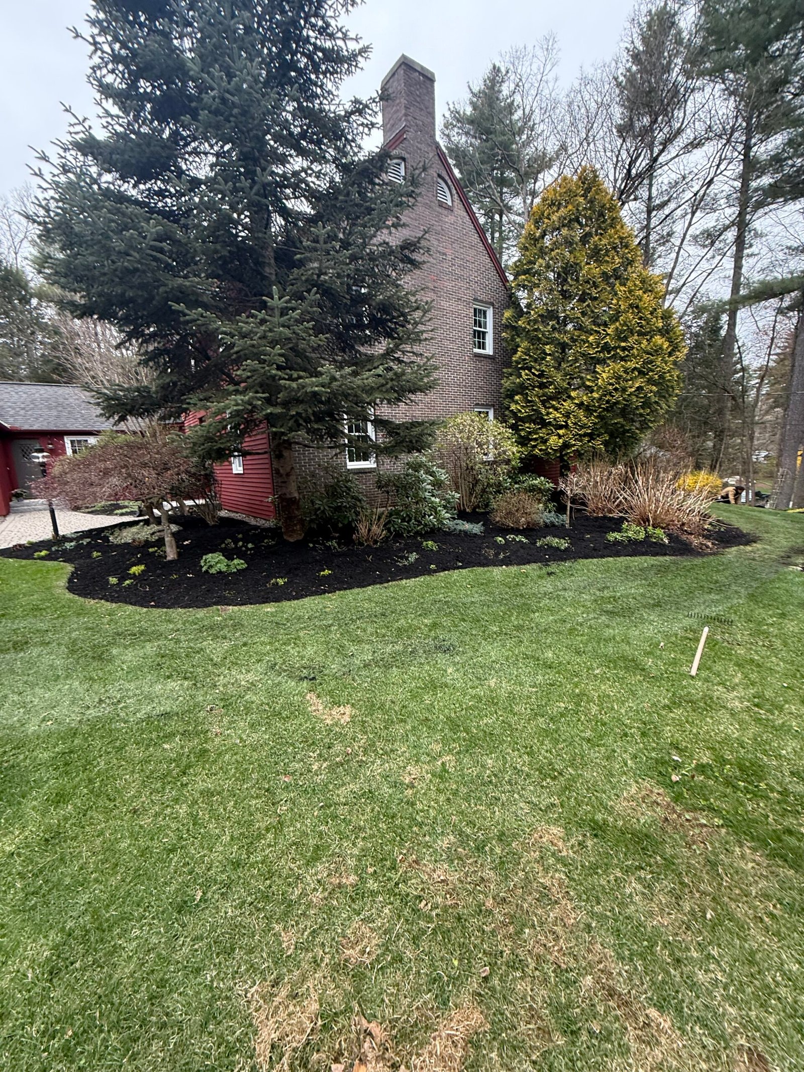New black mulch around foundation plantings and mature evergreens