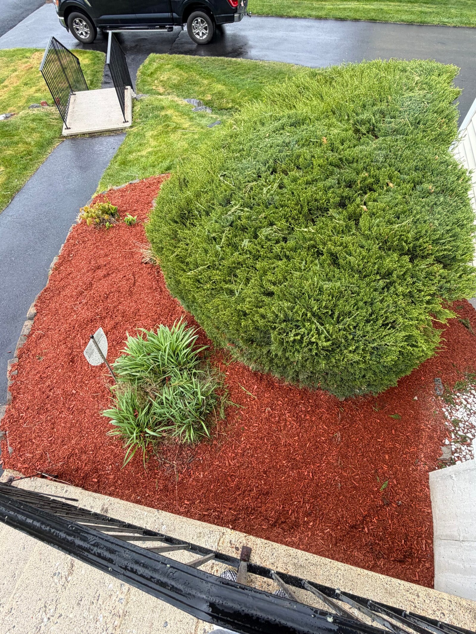 Finished red mulch bed with trimmed shrubs and walkway edging